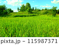 Summer field and trees in the deciduous forest 115987371