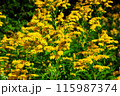 Goldenrod flower in the green grass 115987374