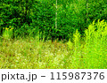 Summer field and trees in the deciduous forest 115987376