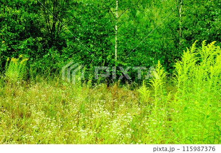 Summer field and trees in the deciduous forest 115987376