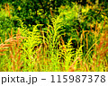 Goldenrod flower in the green grass 115987378