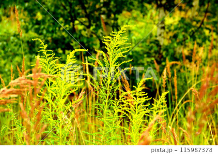 Goldenrod flower in the green grass 115987378