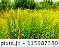 Goldenrod flower in the green grass in the field. 115987380