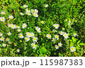 Chamomile flowers in the green grass in the field. 115987383