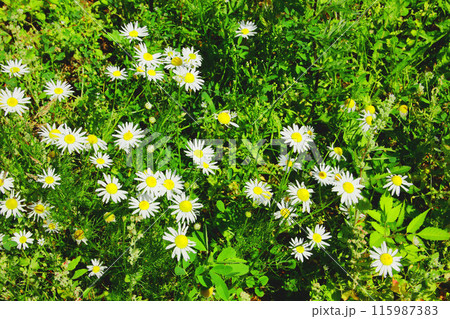 Chamomile flowers in the green grass in the field. 115987383