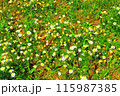 Chamomile flowers in the green grass 115987385