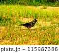 A jackdaw bird on the sand and grass. 115987386