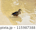 A duck floating in the lake. 115987388