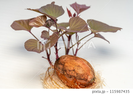 安納芋 発芽 種芋 安納芋 発芽 種芋 115987435