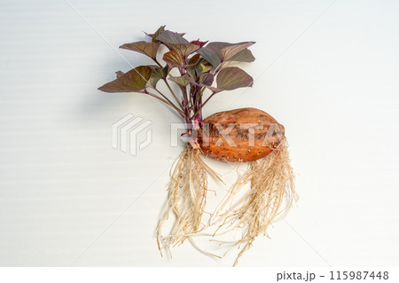安納芋　発芽　種芋 115987448