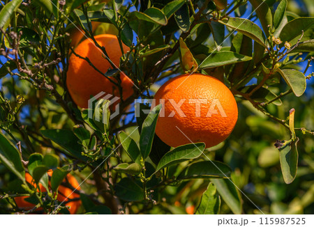 many tangerines growing on a tangerine tree in the garden many tangerines growing on a tangerine tree in the garden 115987525