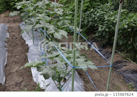 家庭菜園 オクラ畑 家庭菜園 オクラ畑 115987624