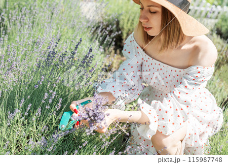 Young beautiful woman picking lavender flowers. 115987748