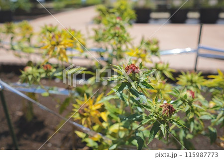 日本、東京の薬用植物園の植物 6月 日本、東京の薬用植物園の植物 6月 115987773