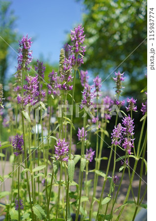 日本、東京の薬用植物園の植物　6月 115987774
