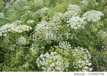 日本、東京の薬用植物園の植物 6月 日本、東京の薬用植物園の植物 6月 115987780
