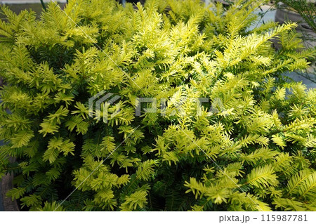 日本、東京の薬用植物園の植物 6月 日本、東京の薬用植物園の植物 6月 115987781