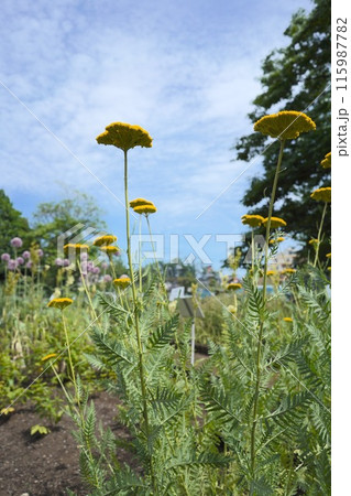 日本、東京の薬用植物園の植物 6月 日本、東京の薬用植物園の植物 6月 115987782