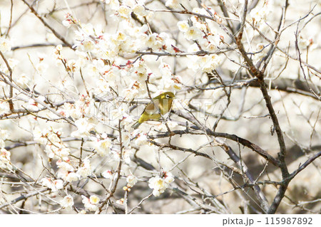 梅の花の蜜を吸うメジロ 梅の花の蜜を吸うメジロ 115987892