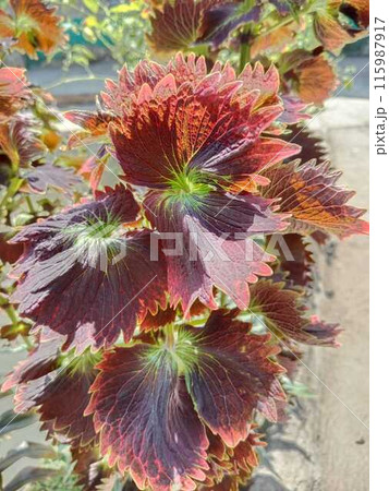 Red leaves 115987917
