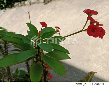 pink flowers 115987918