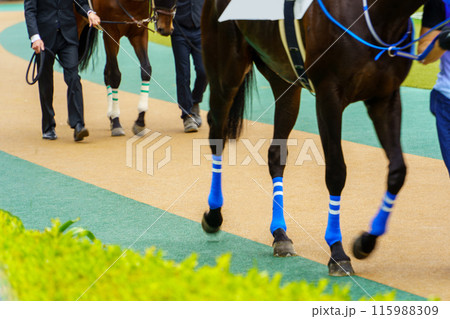 サラブレッド 競馬 サラブレッド 競馬 115988309