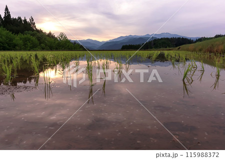 240523上野平z085 115988372