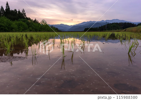 240523上野平z060 115988380