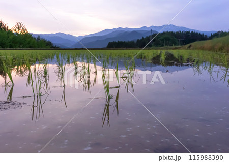 240523上野平z030 240523上野平z030 115988390