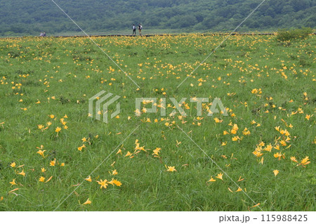 雄国沼のニッコウキスゲ 115988425
