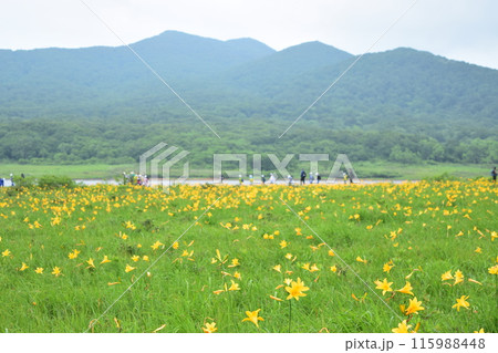 雄国沼のニッコウキスゲ 115988448