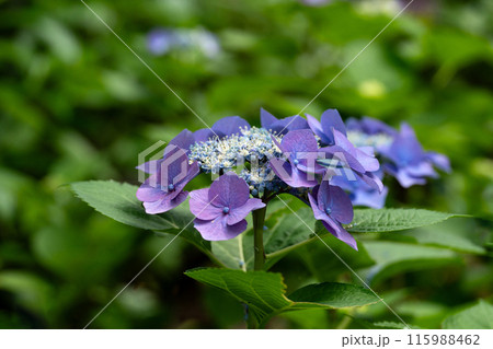 色変わり途中のロットケルヘンの花と緑色のコピースペース 115988462