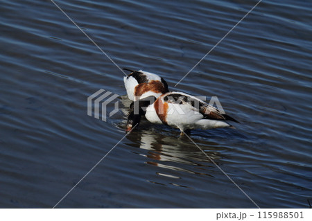 荒尾市 海岸 ツクシガモ、 荒尾市 海岸 ツクシガモ、 115988501
