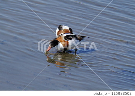 荒尾市 海岸 ツクシガモ、 荒尾市 海岸 ツクシガモ、 115988502
