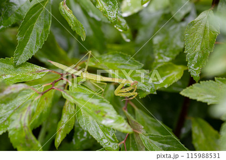 雨の中 獲物を狙うカマキリ 雨の中 獲物を狙うカマキリ 115988531