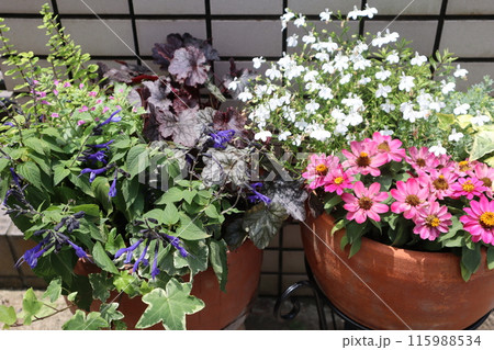 玄関前の花の寄せ植え&寄せ鉢 玄関前の花の寄せ植え&寄せ鉢 115988534