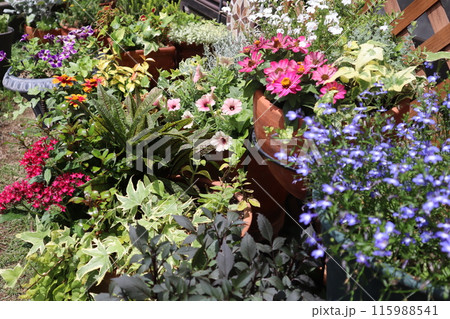 夏のカラフルな花の寄せ植え＆寄せ鉢 115988541
