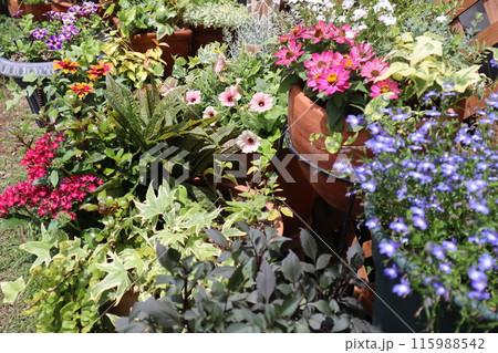 カラフルな花の寄せ植え＆寄せ鉢 115988542