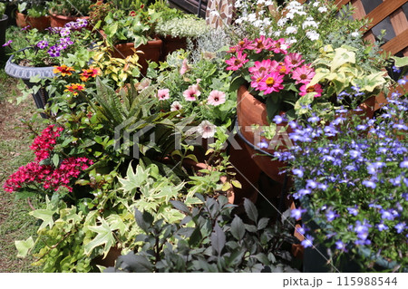 カラフルな夏の花の寄せ植え＆寄せ鉢 115988544