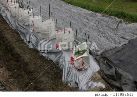 地這い栽培キュウリ　六月下旬 115988613