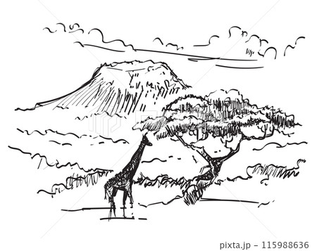 illustration sketch of giraffe in savannah Africa safari scene of graphic doodle nature 115988636
