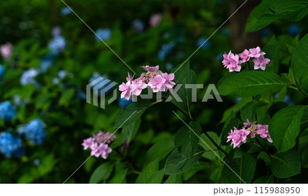 初夏の紫陽花園 初夏の紫陽花園 115988950