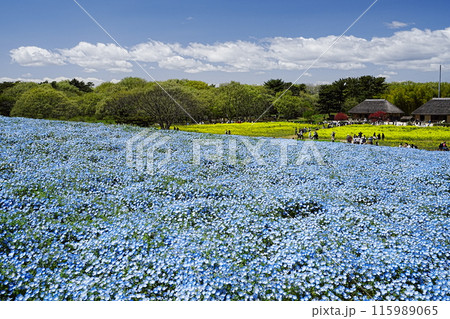 春のネモフィラ畑 115989065