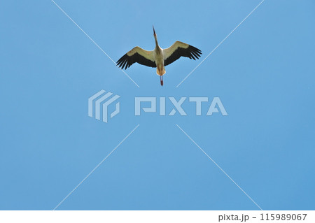 エギスハイムのコウノトリ 115989067