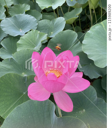 〈島根県）荒神谷史跡公園の大賀ハスと蜂 115989200