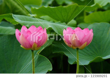 〈島根県）荒神谷史跡公園の大賀ハス 115989201