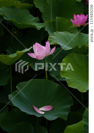 〈島根県）荒神谷史跡公園の大賀ハス 115989206