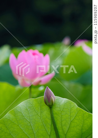 〈島根県）荒神谷史跡公園の大賀ハス 115989207