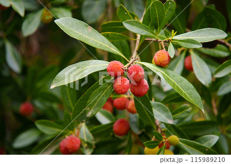 やまもも 楊梅 115989210