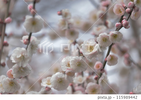 白い梅の花 115989442